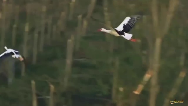 Журавли Маркин