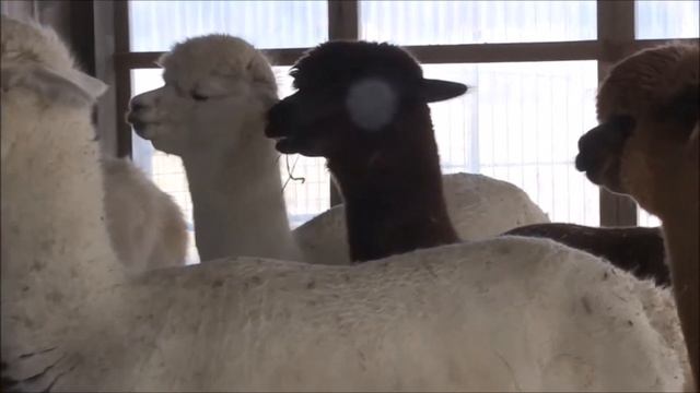 What Do I Need To Raise Alpacas