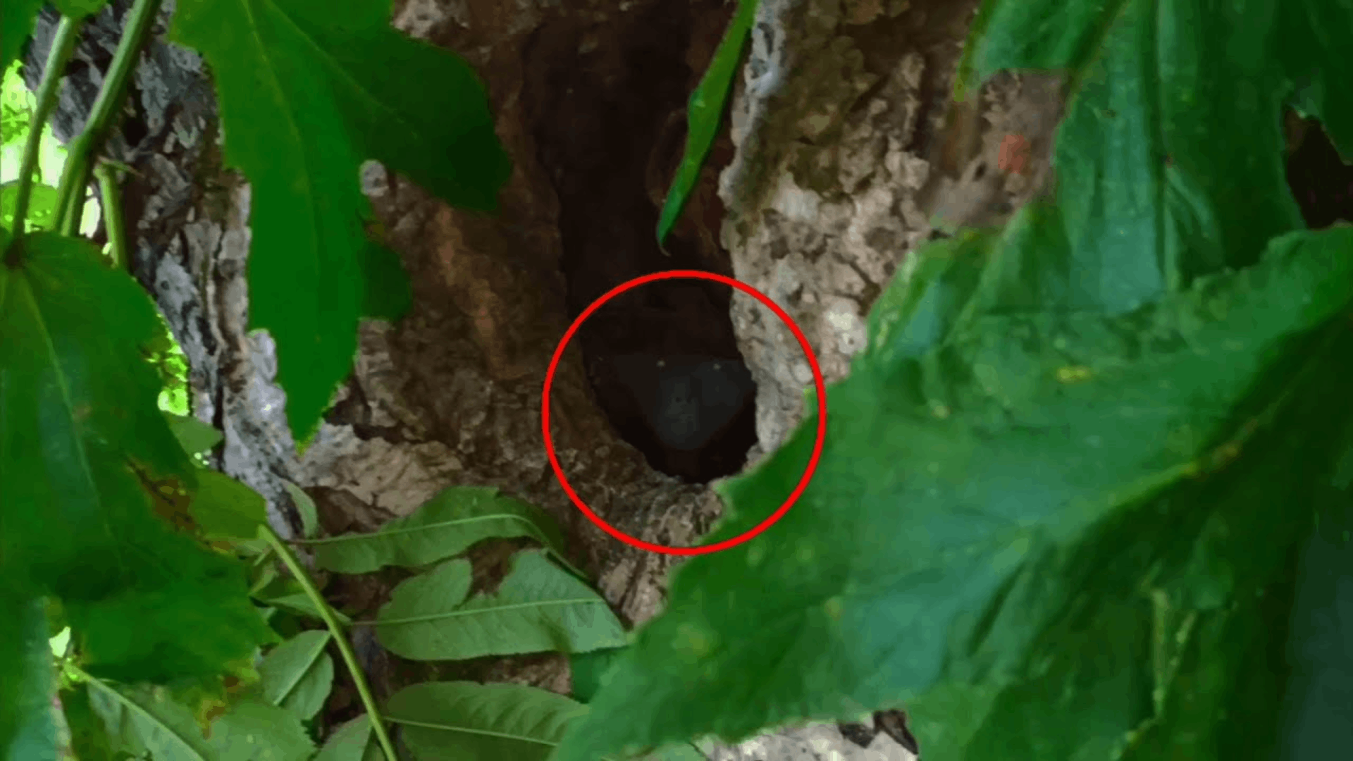 Загадочное существо или это чупакабра снят на камеру в дупле дерева! страшные животные в лесах