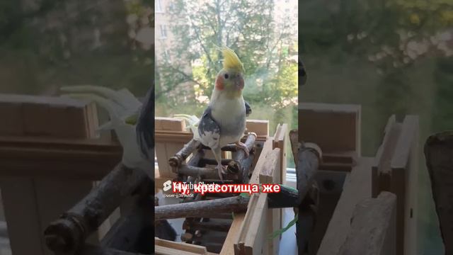 Красавчик Гошка ❤ 🦜, как не влюбиться?