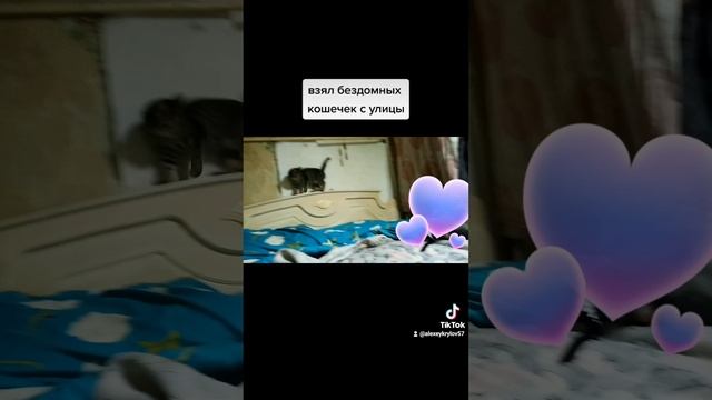 Котята играют