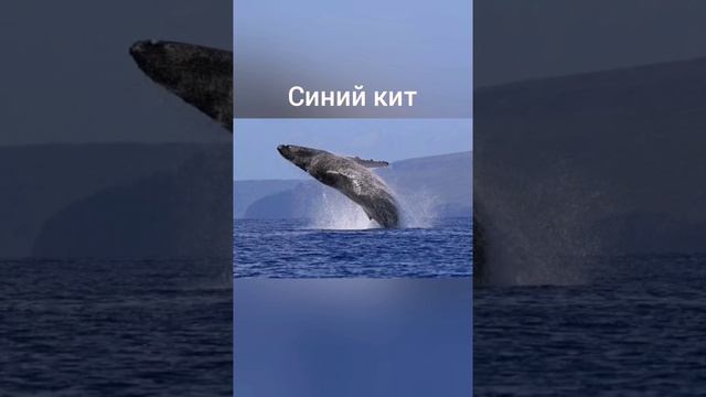 Самое большое животное в мире