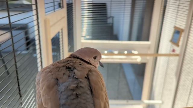 Summer 2022: A sunny and cosy day with Maya and Julie (ringneck dove and hybrid dove)