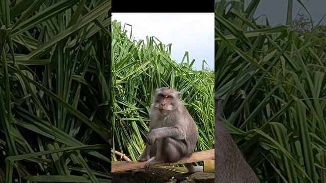Обезьяна зевает.