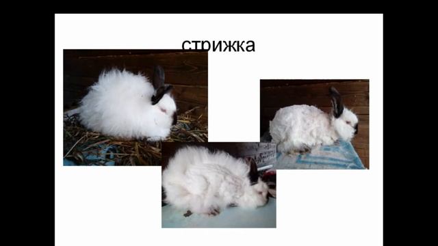 Лекция 10. Разведение белой пуховой породы кроликов