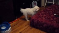 phoenix rc helicopter watch the dog