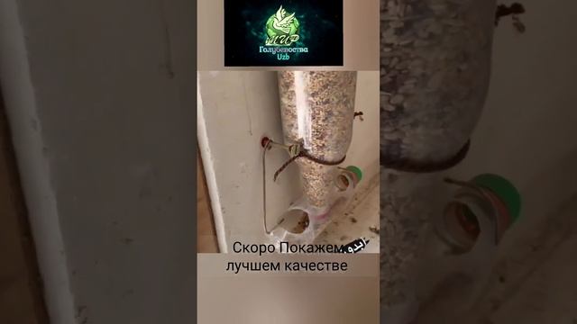 Как делать Кормушки для Голубей,Скоро покажу лучшем качестве,How to make Pigeon Feeders!!!