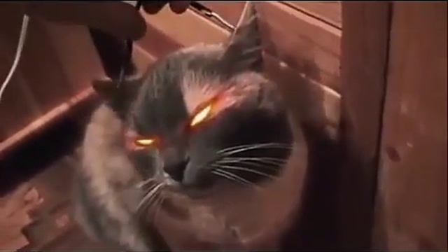 ЭЛЕКТРИЧЕСКИЙ КОТ!