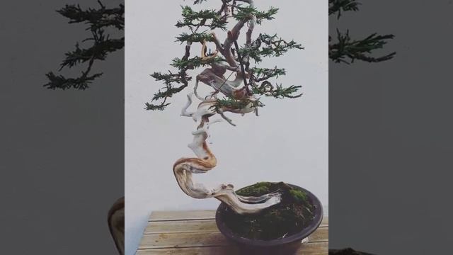 Trabajo de Juniperus sabina Bonsai