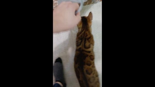 Вот это КОШКА! 🙀 Кто ты Бенгальская ТИГРА? 😲