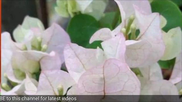10 Amazing Bougainvillea Varieties With Names / Bougainvillea LD