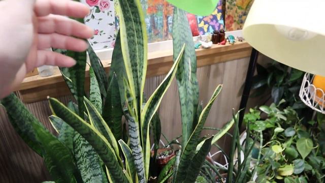 Sunroom Plant Tour, Plant Collection Tour Part 1 [Philodendrons, Scindapsus, & More!]