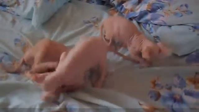 ПРОДАЖА ДОНСКИХ КОТЯТ