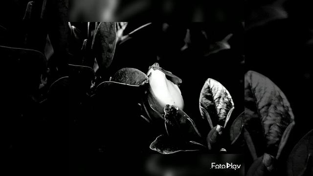 Gardenia Black and White Photography