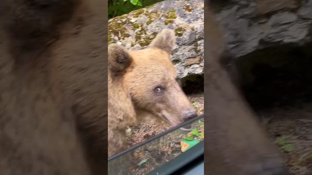 Такой из тебя человек, с гнильцой))))