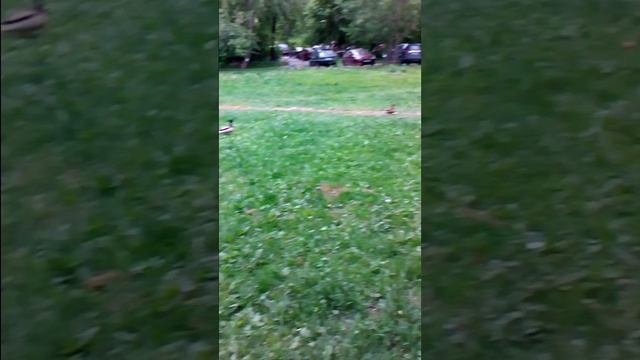 VID_20160518_055709_R.mov