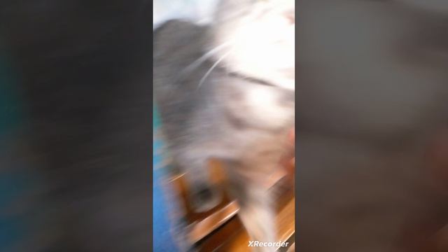 обзор на моих котов и кошек