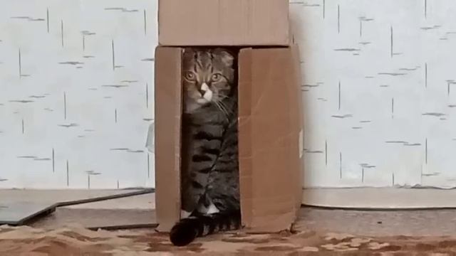 зашёл в лифт?
