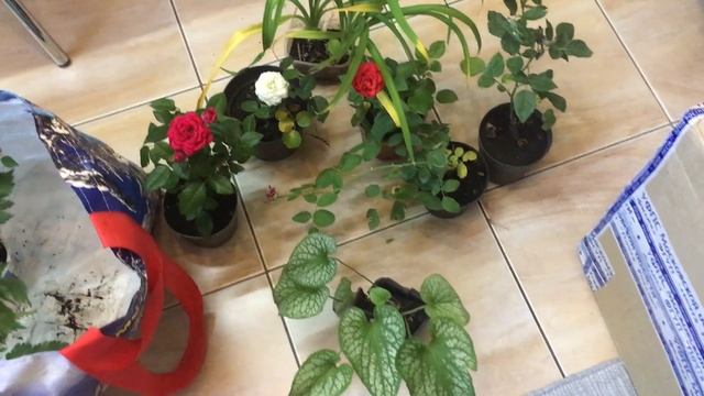 Купила новые растения для сада. Садовые цветы.