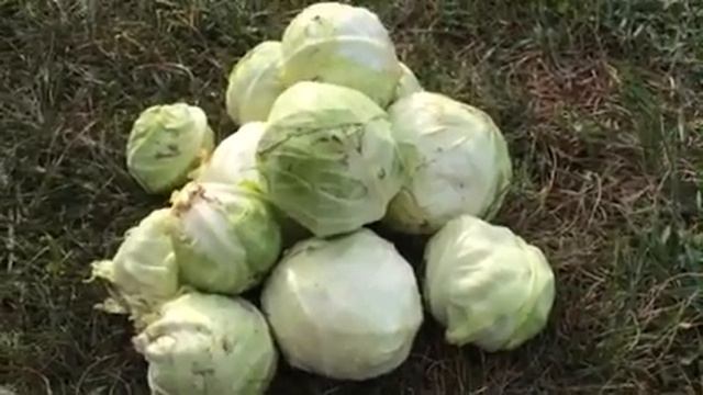 Прикол! Капуста моей мечты. Небывалый урожай.