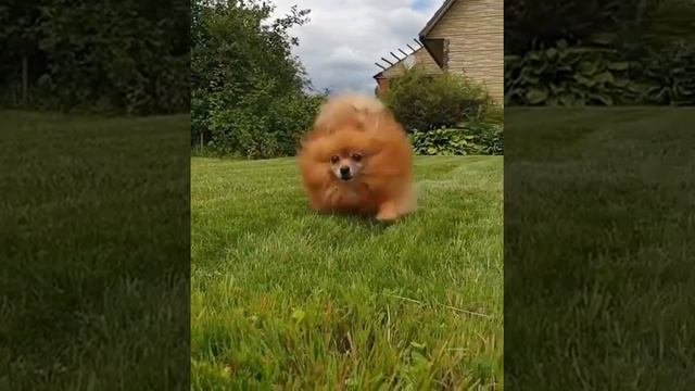 Немецкий шпиц