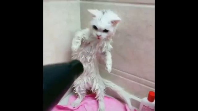 если ты счастливый котик# смешные животные# коты и собаки приколы 2019#