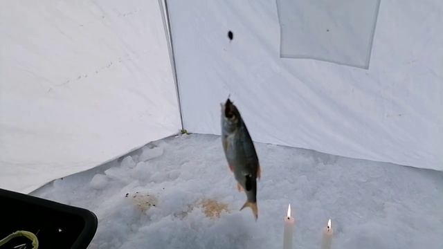 оказалось тут полно белой рыбы! вот это клев!!!