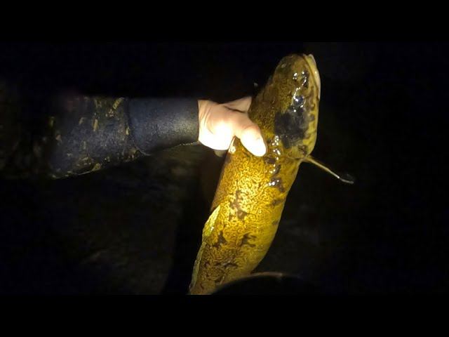 ПОДАРОК ОСЕНИ! С ПЕРВЫМИ МОРОЗАМИ НАКОНЕЦ-ТО ВЫШЕЛ НАЛИМ. ПОДВОДНАЯ ОХОТА НА РЕКЕ УРАЛ.