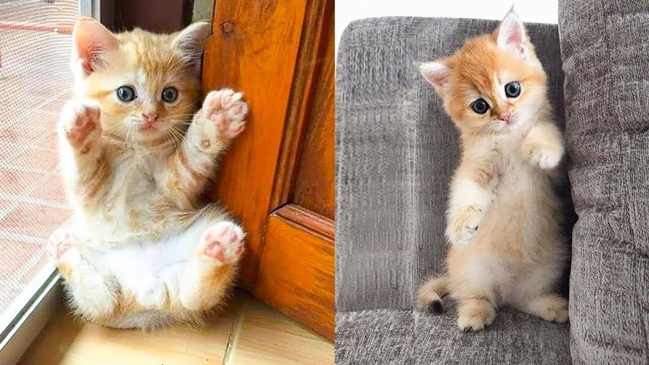 Best+Funny+Animal+Videos+of+the+year+2024,+funniest+animals+ever++relax+with+cute+animals+video