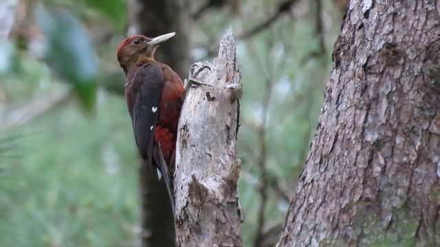 Ryukyu (Okinawa) Woodpecker