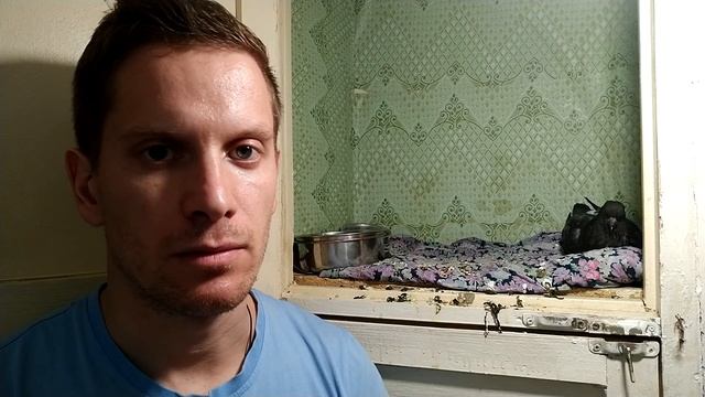 Бедный голубёнок