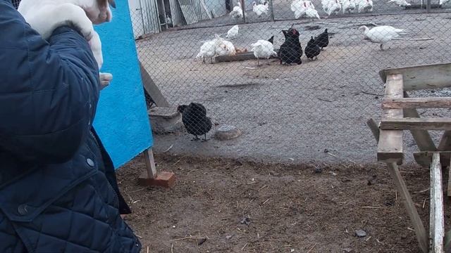 Забираем щенка русской пегой гончей 25.01.2020