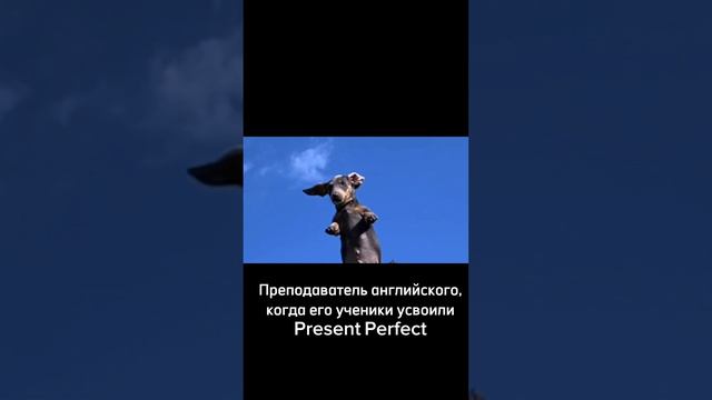 Преподаватель английского и его реакция, когда дети усвоили Present Perfect.