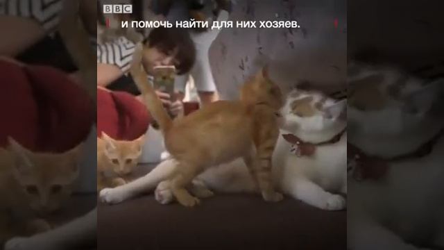 Кошки в поезде