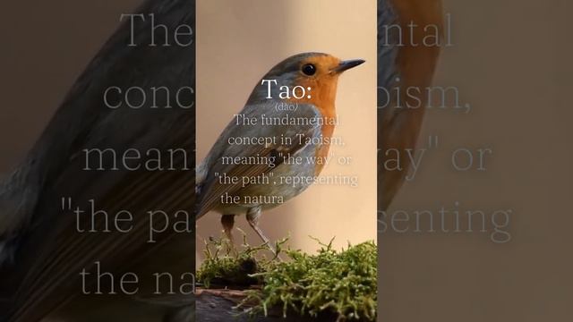 Discovering the Tao: the middle way #tao #taoteching #themiddleway #zen #buddhist #nature