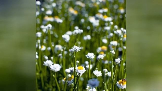 АММОБИУМ AMMOBIUM