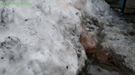 Снег таит, гуси на улице. Гошка сидит в стайке. Линдочки занеслись.