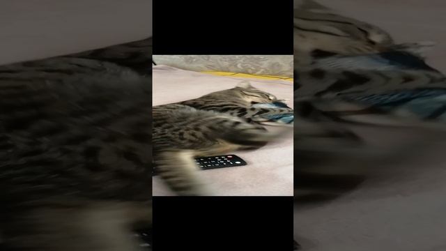 Кот и Рыба мечты, на аккумаляторе.mp4