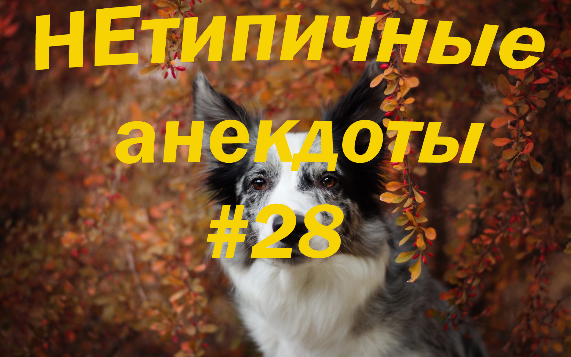 НЕтипичные анекдоты #28. Анекдот дня! Смешные анекдоты!