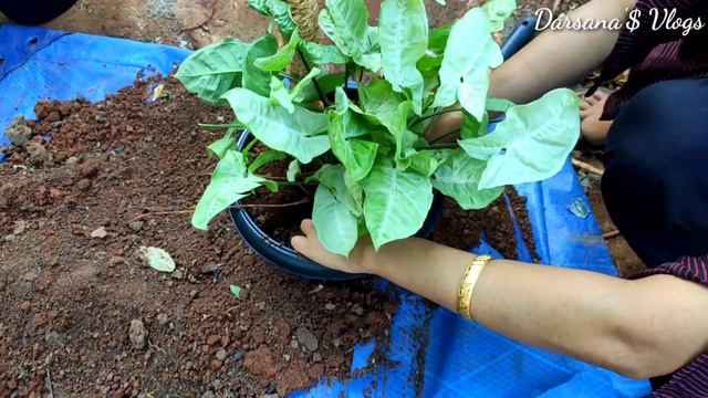 SYNGONIUM Climbing Plant Ideas ll സിംങ്കോണിയം ക്ലൈബിങ് പ്ലാന്റ് സെറ്റിങ്.