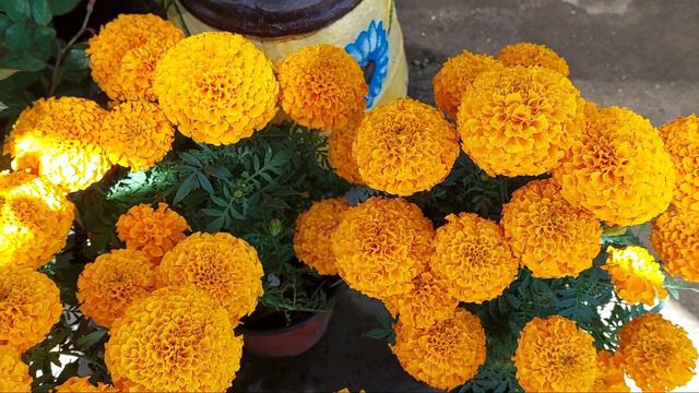 Visitando el vivero nuevamente 🌿🌻🌼🌾llegaron los cempazuchilt o marygold.