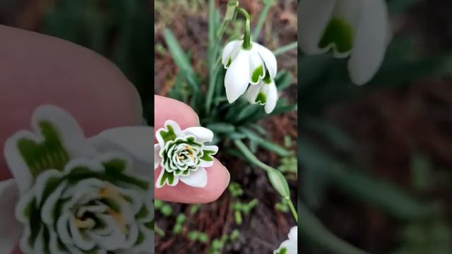 ЗАПАХЛО ВЕСНОЙ !!.ПОДСНЕЖНИКИ.