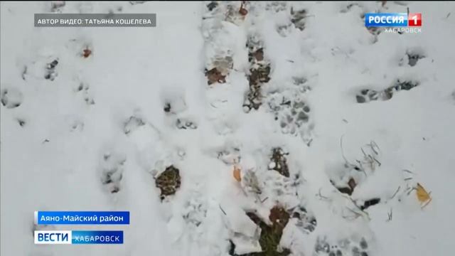 Первый снег выпал в Хабаровском крае