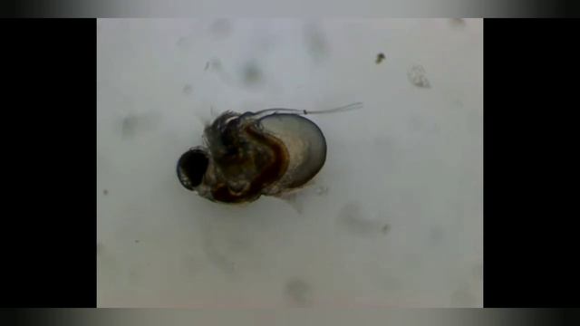 что можно увидеть в капле воды из реки под микроскопом