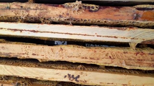 Состояние клуба на 1 января в ульях ППС ППУ и Деревянных после -17