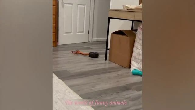 ?РЖАЧНЫЕ КОТЫ И ДРУГИЕ ЖИВОТНЫЕ 2022?СМЕШНЫЕ ВИДЕО С КОТАМИ, ПОПРОБУЙ НЕ ЗАСМЕЯТЬСЯТЕСТ НА ПСИХИКУ⭐