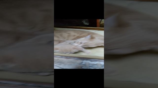 Наши питомцы
