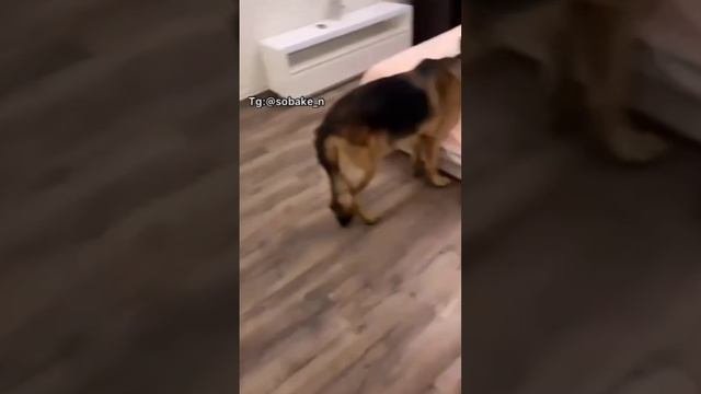 Прятки с песелем