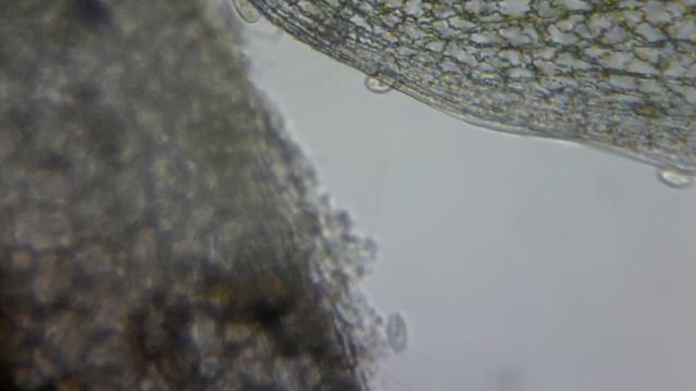 МИКРОСКОП - микробы и бактерии в воде из лужи / MICROSCOPE - microbes in the puddle water