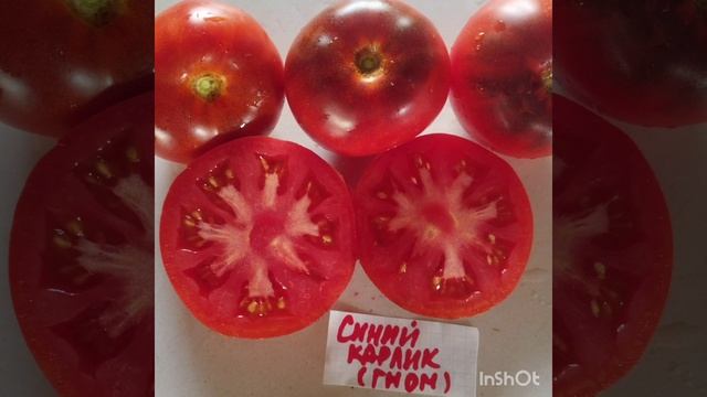 Обзор томата Синий карлик из проекта томатный гном .